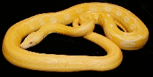 White Albino Suntiger