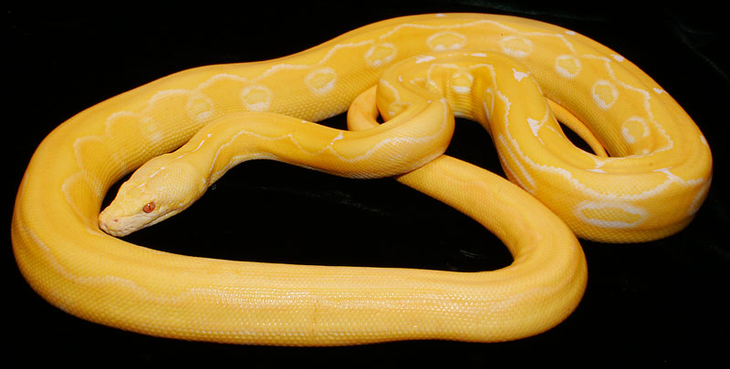 White Albino Suntiger