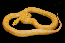 Lav Albino Sunfire