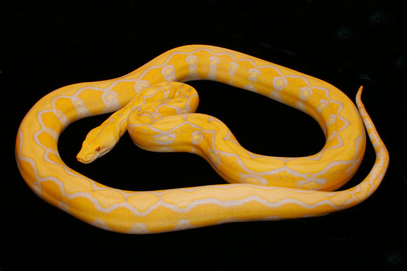 Lav Albino Sunfire