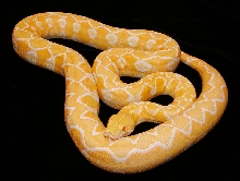 White Albino Sunfire