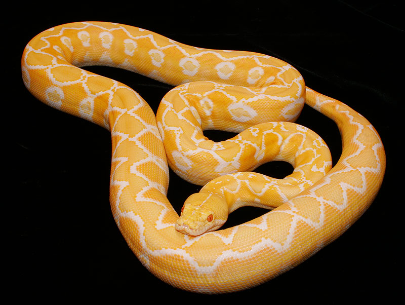White Albino Sunfire