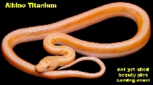 Albino Titanium "First of its kind"