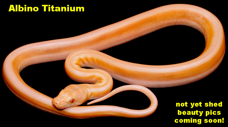 Albino Titanium "First of its kind"