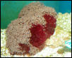 Saltwater - Austin Aquariums