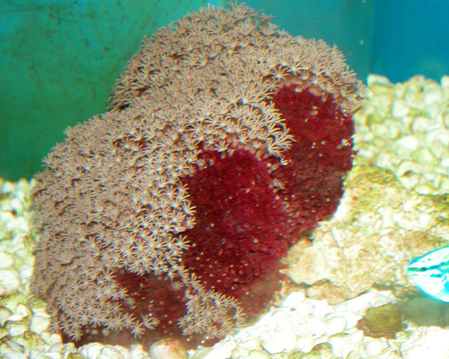 Saltwater - Austin Aquariums