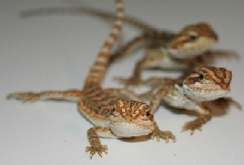 Orange Babies