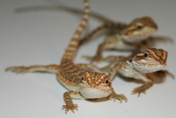 Orange Babies