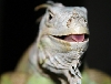 Green Iguana
