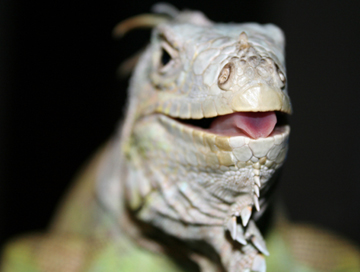 Green Iguana