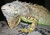 Green Iguana