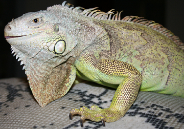 Green Iguana