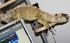 Green Iguana