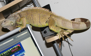 Green Iguana