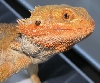 Orange male