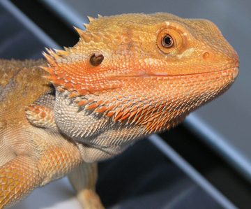 Orange male