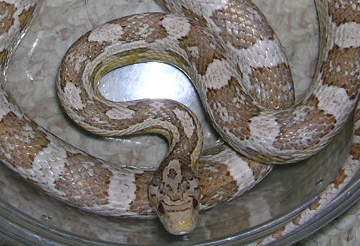 Ghost male corn