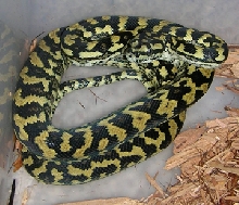 jungle carpet