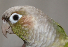 Cinnamon Green Cheek