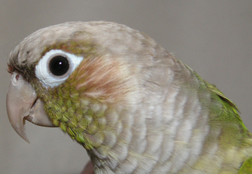 Cinnamon Green Cheek