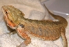 Orange female