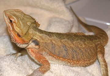 Orange female