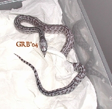 aberrant pattern ghost sonoran gopher