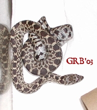 axanthic bull