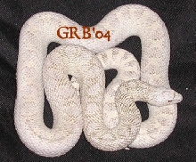 Hypo/albino White sided bull