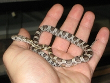 odd baby from poss het Kastanie clutch