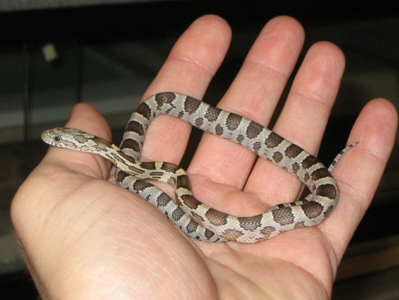 odd baby from poss het Kastanie clutch