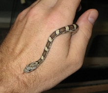 odd baby from poss het Kastanie clutch