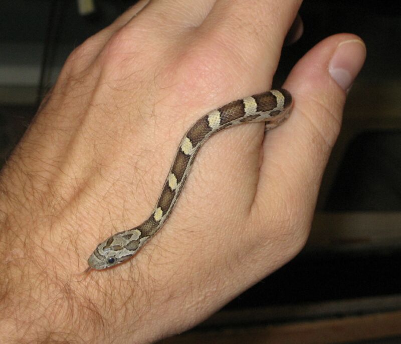 odd baby from poss het Kastanie clutch