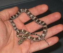 odd baby from poss het Kastanie clutch