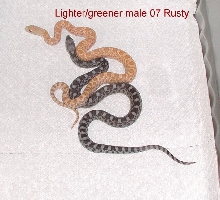 Rusty&Ghost Sonoran Gopher Snake