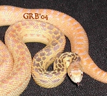 hypo san diego gopher