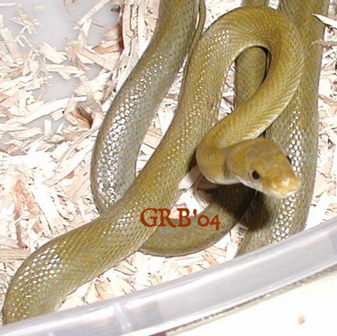 AZ green rat snake triaspis