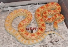 albino Cape