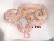 Albino bairdi