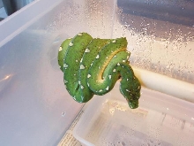 Colorchange Jayapura Gtp