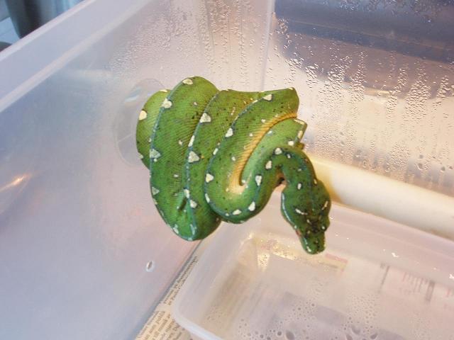 Colorchange Jayapura Gtp