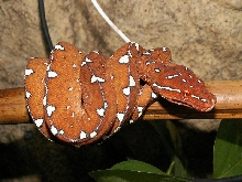 Jayapura