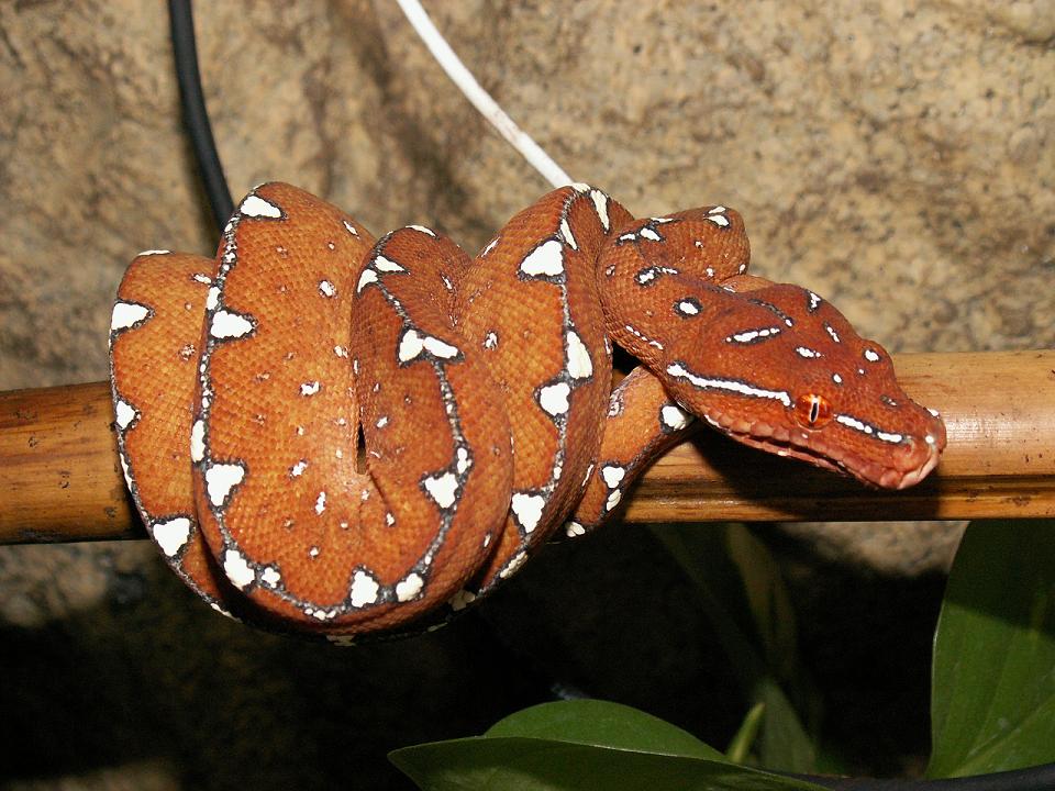 Jayapura