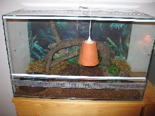 My E. Guttata´s cage