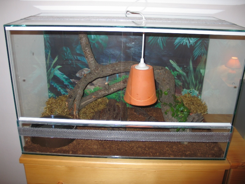 My E. Guttata´s cage