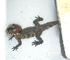 Crocky2