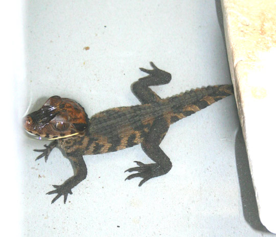 Crocky2
