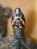 Head