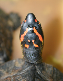 Head