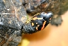 Turttle1